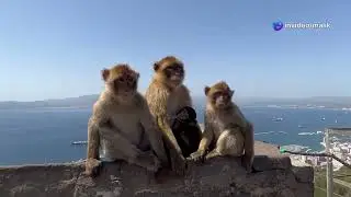 Monkey's Banana Prank on King Leo