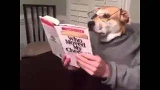 Hundekopf mit Mensch