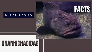 Wolffish facts | Sea Wolves | Anarhichadidae