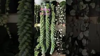 #hangingsucculents #succulents #succulent #succulentsplanterspot