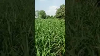 cofs 31 tremendous fodder for all animals