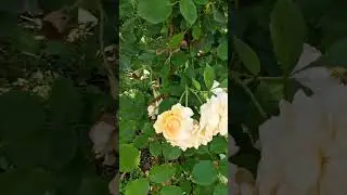 Мускусные гибриды роз: Buff beauty и Салли Холмс.