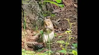 Eastern Grey Squirrel