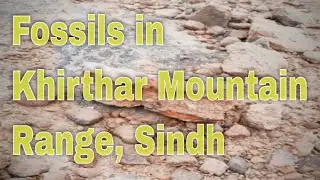 Fossils in Kirthar Mountain, Dadu, Sindh