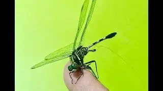 How To Hook a Dragonfly Surface Fishing - DIY Surface Fishing - M&oacute;c Mồi Chuồn Chuồn C&acirc;u Bay .