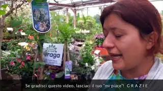 Consigli pratici su come coltivare la lonicera caprifoglio