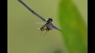 Travel View : Two Striped Lauxanid Flies Mating from Kerala