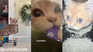 All Videos of Scoobert the Cat Compilation 2024 (TT/IG: @sunkittencats)