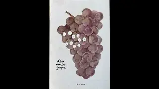Dear Native Grapes  - WJFF 90.5 FM 