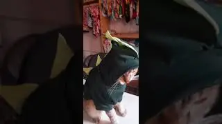 #shorts #videocurto #gatos