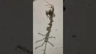 Water on the microscope #undermicroscope #microscopephotography #microscopic #shorts#viralshort