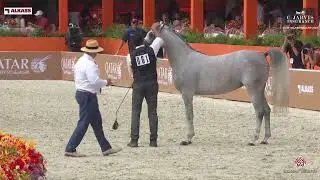 N.61 REEF AQ - GCAT Valkenswaard 2024 - Junior Fillies Section B (Class 2B)