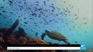 Indonesia: Dive in the unique waters of Kakaban, where you can swim amongst stingless jellyfish