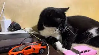 Purring Cat sound for Relaxation. Relax and Purr. Sweet Cat purring 140 Sweet video for relaxation 