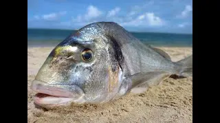 Superbes Daurades Royales du Bassin D'Arcachon, Team SURFCASTINGIRONDINE !!! Aquitaine, FRANCE.