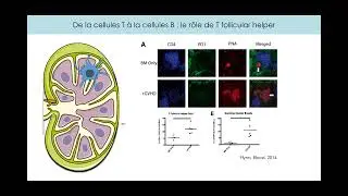 DES allogreffe : GVH chronique biologie, clinique, prophylaxie et traitement - David Michonneau