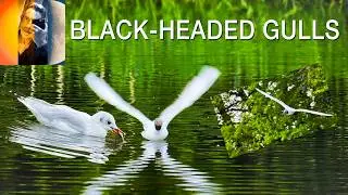 Waterbirds Part 2 Black-Headed Gulls 4K