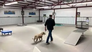 Sly-Board and Train Program