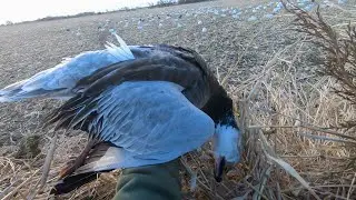 Conservation Season Snow Goose Hunt!!! (21 Birds!!!)