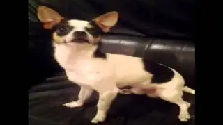 Ifuzz Flea