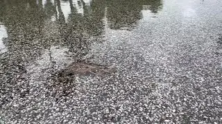 Heavy flooding across Hernando County, FL
