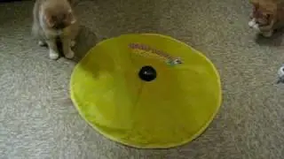 Undercover Mouse with Spanky and Chance