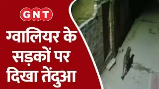 Gwalior के सड़कों पर घूम रहा है तेंदुआ, लोगों में दहशत
