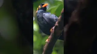 Sele-Lihiniyooo... #shorts #birds