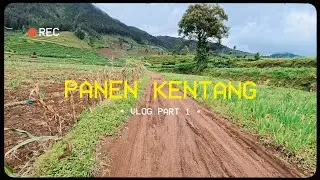 Vlog Panen Kentang Part 1!