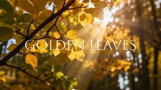Linger ｜ Soft Sad Piano #piano #jpianomusic #pianomusic