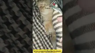 Dil tu jan tu | Luna | Cat | Cat Lover | fluffy cat  #fluffycat #funny #cat #shorts #short #luna