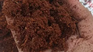 how to use cocopet🌱#youtubeshorts #viralvideo #plants