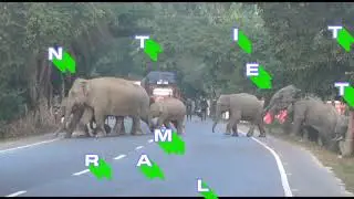 ELEPHANT CROSSING NH 39