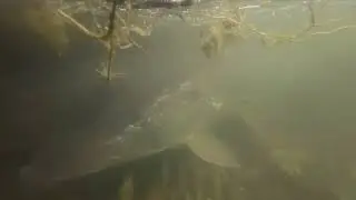 WSFV Teich in Marchtrenk