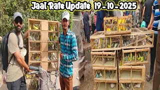 Lalukhet Sunday Birds Market live update Jaal rate @SYEDBIRDS