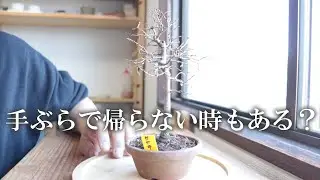 購入した盆栽の紹介。イベントに行って、盆栽を買って帰ることもたまにはある！