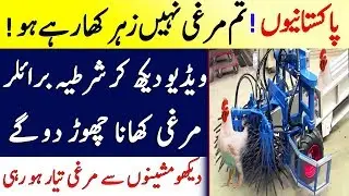 Broiler Murghi Aur Anday | Broiler Chicken Feed | Infomatic