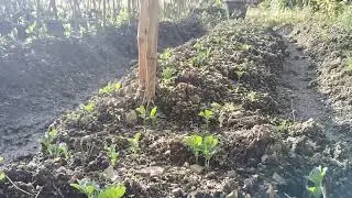🌿PEA PLANT GROWTH | WHY STICKS HELP THEM GROW TALLER 🌿 🤍