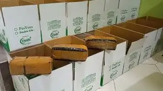 Ini Tadi Pagi Persiapan Kirim Sebagian Produk Ramuan Herbal ProVena BPOM ke Aceh, Sulawesi dan Jawa