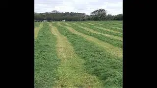 Improving silage quality within our dairy systems