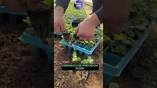 🌱Transplanting Seedlings by Hand 🫱 Precision in Every Move