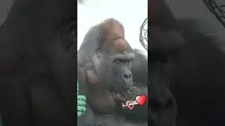 Hilarious Gorilla Expressions That Will Make You Laugh Out Loud! #handsome #pets #animalshorts