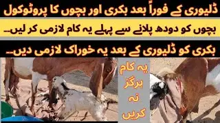 first protocol of goat and baby after delivery || delivery ke bad ka protocol || goat farming ||