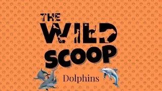 5 Amazing Facts About Dolphins You&rsquo;ll Wish You Knew Sooner! | The Wild Scoop