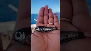 Lanternfish #fishing #fish #lanternfish #maui #kapasungear
