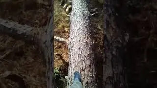 Big loblolly southern yellow pine #lumberjacks #treecutting