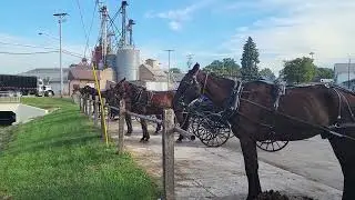 Kidron, Ohio Amish Horses