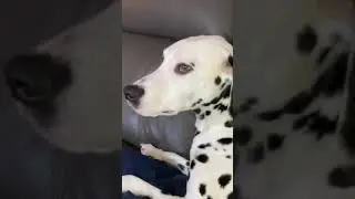 Sandy sea dogs