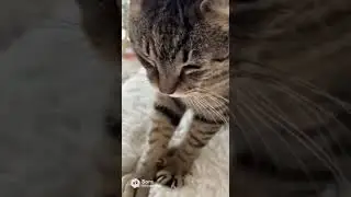 Linda ASMR 1 hour making biscuits