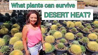 WHAT PLANTS CAN SURVIVE DESERT HEAT?